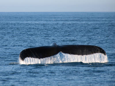 Whale tail #10