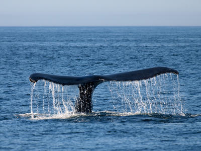 Whale tail #11