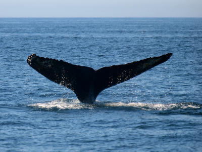 Whale tail #12