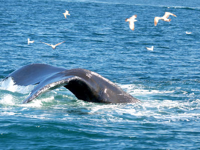 Whale tail #13