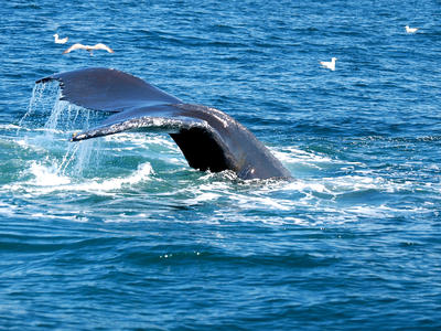 Whale tail #14