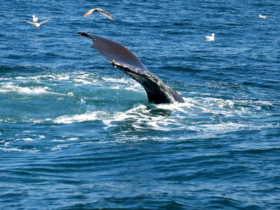 Whale tail #15