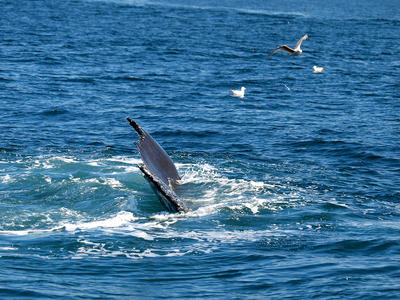 Whale tail #16