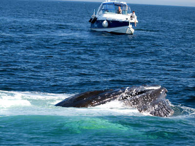 Whale and boat