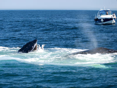 Whale and boat #2