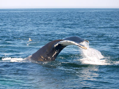 Whale tail #17