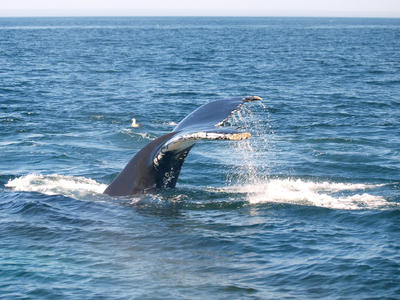 Whale tail #18