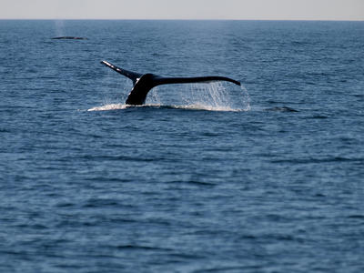 Whale tail #19