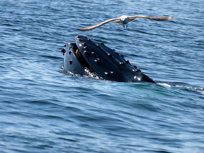 Whale and birds #8