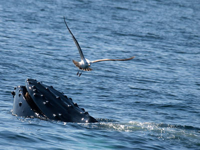 Whale and birds #9