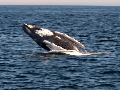 Whale breaching