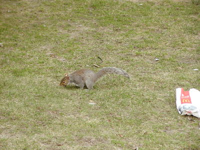 Squirrel and McDonalds
