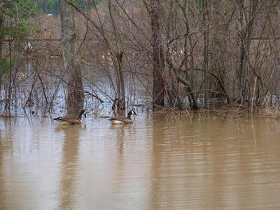 Some like the road flooded