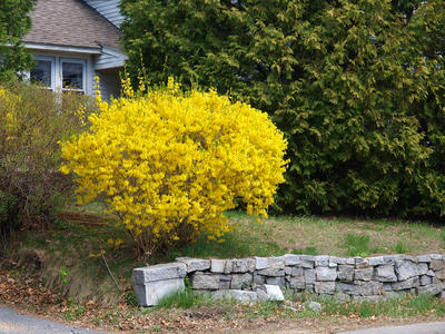 Forsythia