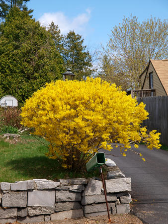 Forsythia #2