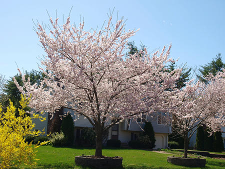 Flowering trees