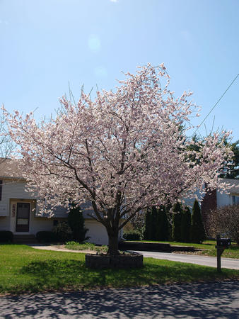 White flowering tree #2