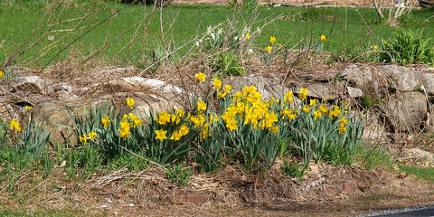 Daffodils