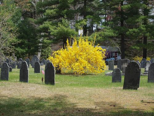 Spring in the graveyard #2