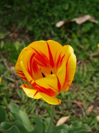 Yellow and red tulip