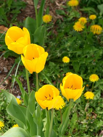 Yellow tulips