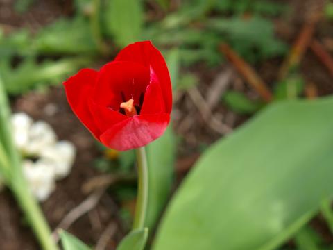 Red tulip