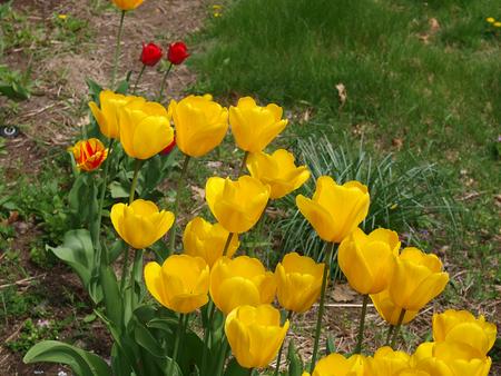Yellow tulips #2