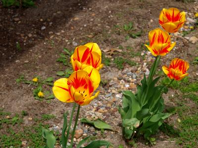 Yellow and red tulips