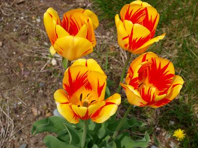 Yellow and red tulips #2