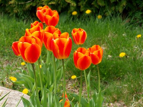 Red and yellow tulips