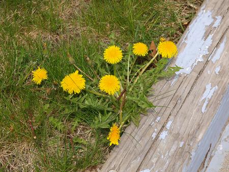 Dandelions