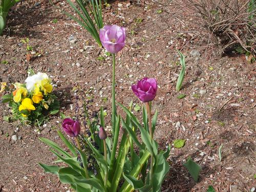 Purple tulips