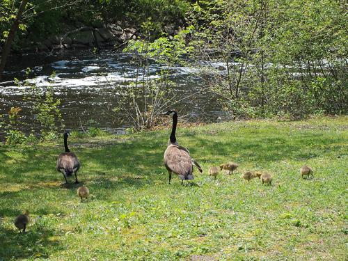 Geese and goslings