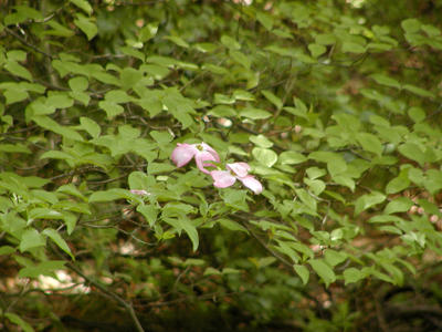 Liz's dogwood tree #2