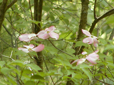 Liz's dogwood tree #3