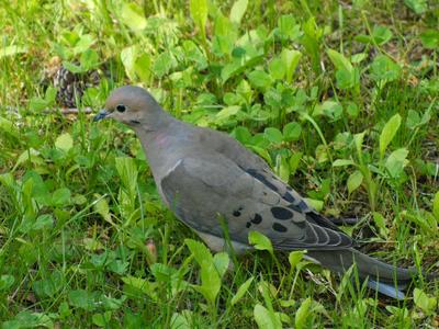 Mourning dove