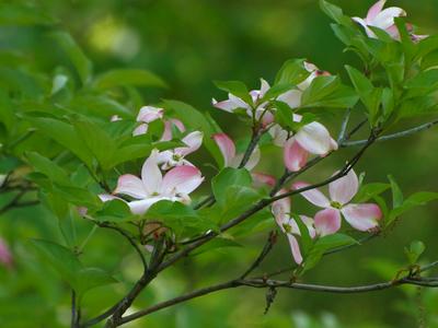Liz's dogwood tree #4