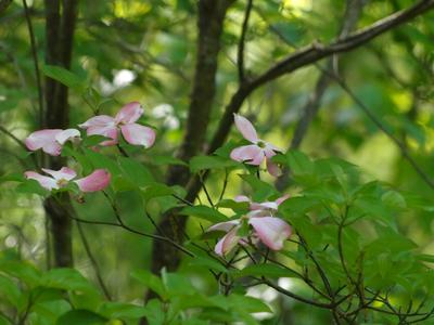 Liz's dogwood tree #5