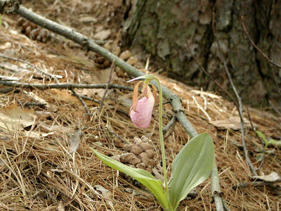 Ladyslipper #2