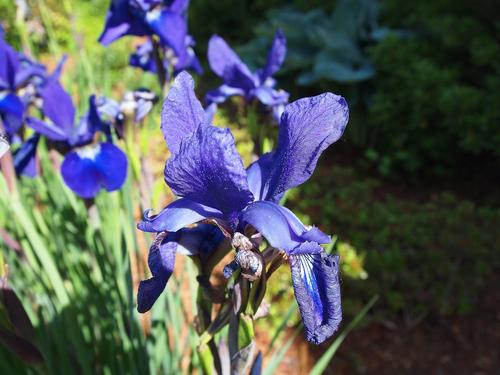 Iris #5