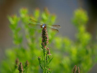 Dragonfly #2