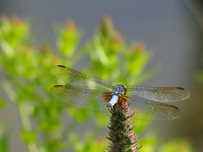 Dragonfly #3