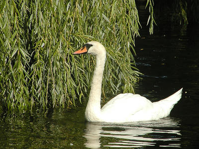 Swan