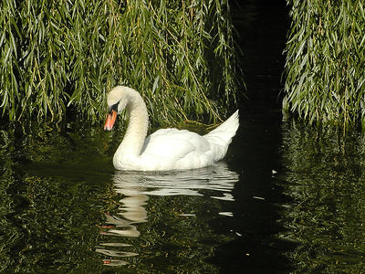 Swan #2
