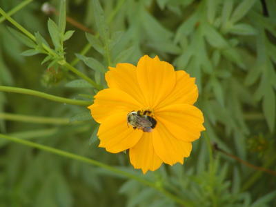 Bee on a flower