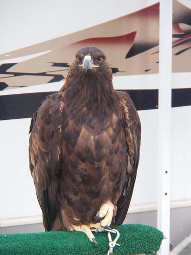 Harris Hawk