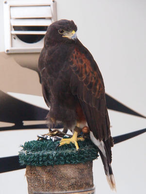 Harris Hawk #2