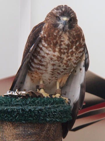 Broad winged hawk