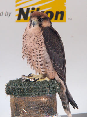 Broad winged hawk #2