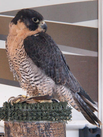 Peregrine falcon